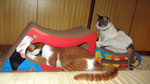 Imperial Cat user submission -Fins and Feathers